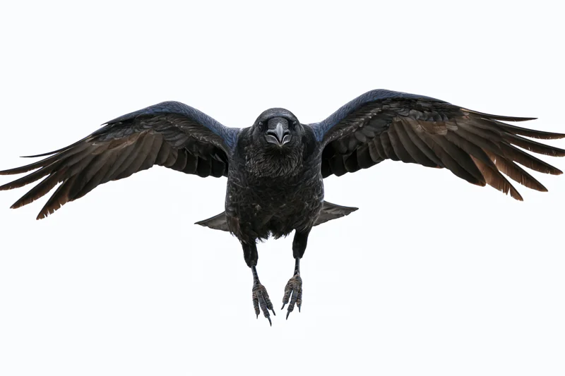 Raven in mid-flight approaching head-on with wings fully spread against white background
