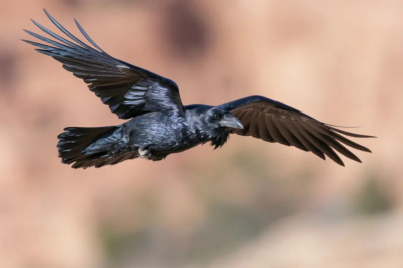Raven in mid-flight with wings fully spread gliding over desert landscape
