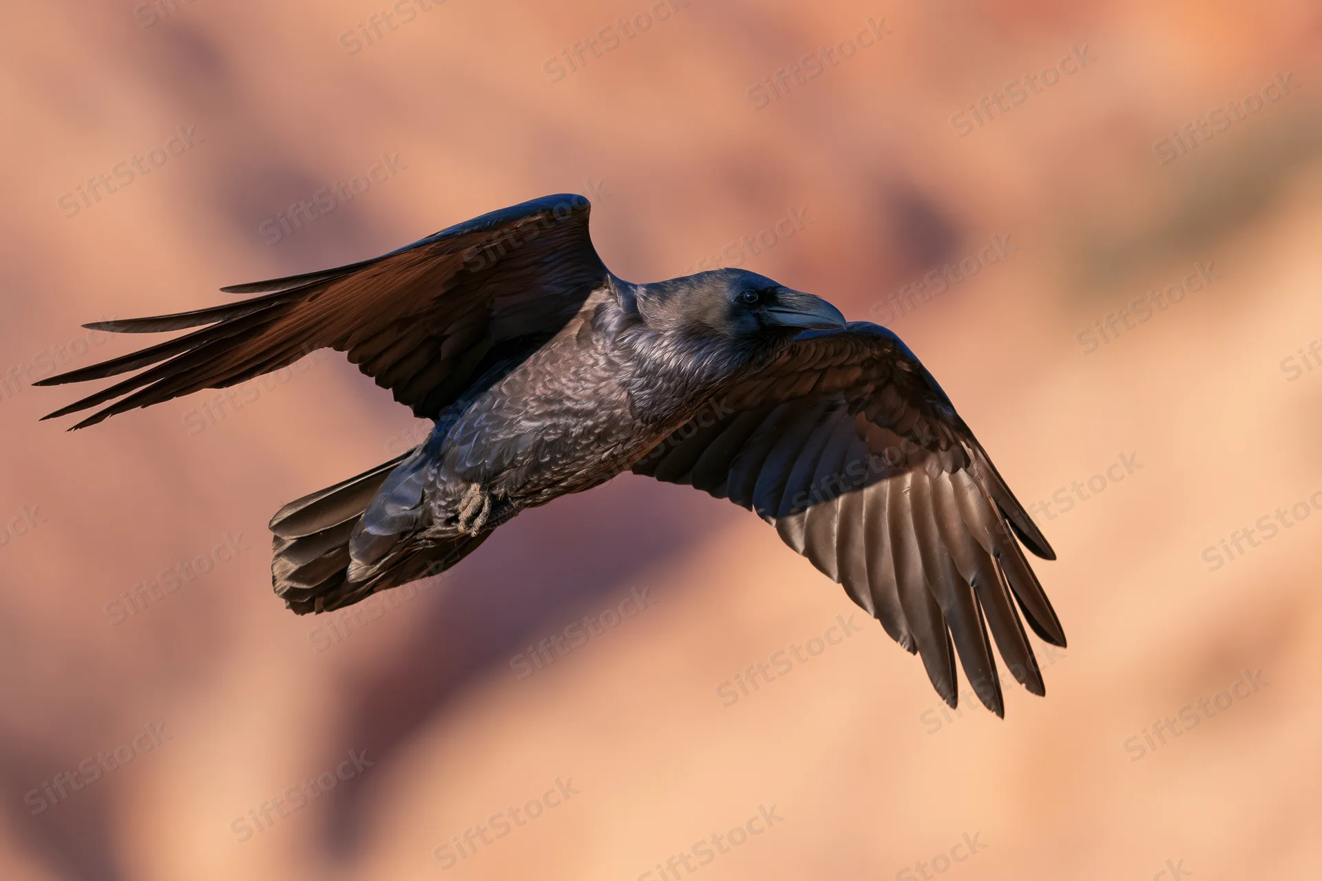 Raven gliding midair with wings fully spread over desert canyon backdrop