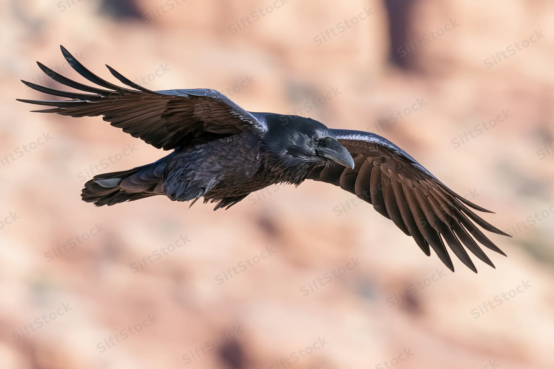 Raven in mid-flight with wings fully spread over desert rock landscape