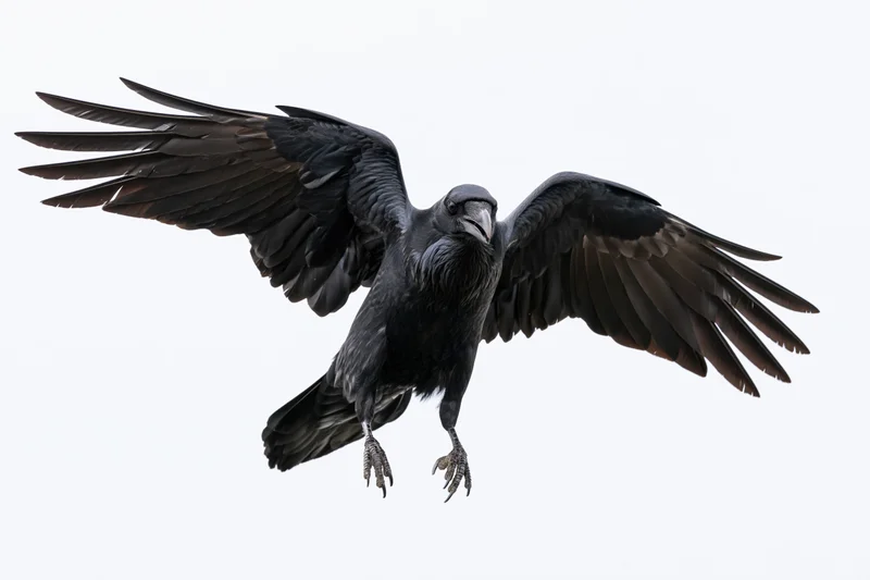 Raven in mid-flight with wings fully spread and talons extended against white background