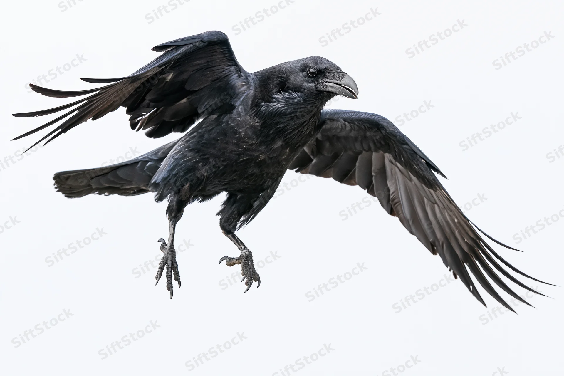 Raven in mid-flight with wings fully spread and talons extended against white background