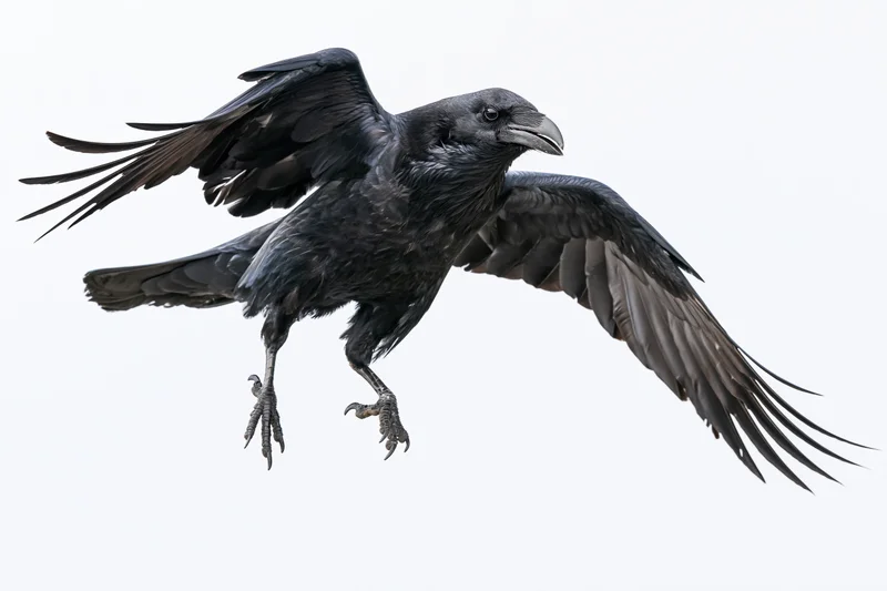 Raven in mid-flight with wings fully spread and talons extended against white background