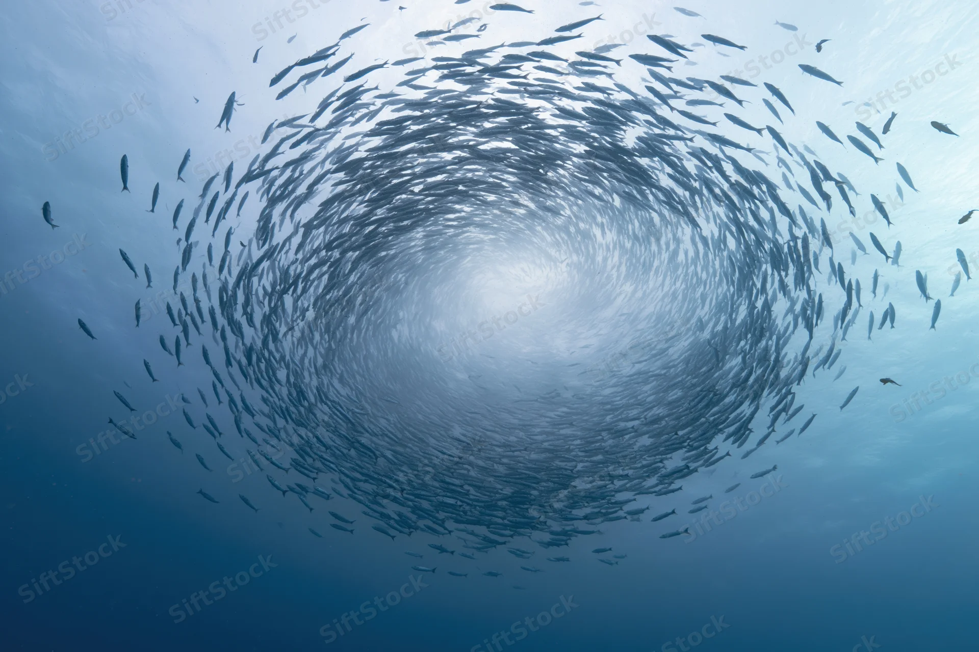School of barracuda swimming in tight spiral formation underwater in deep ocean