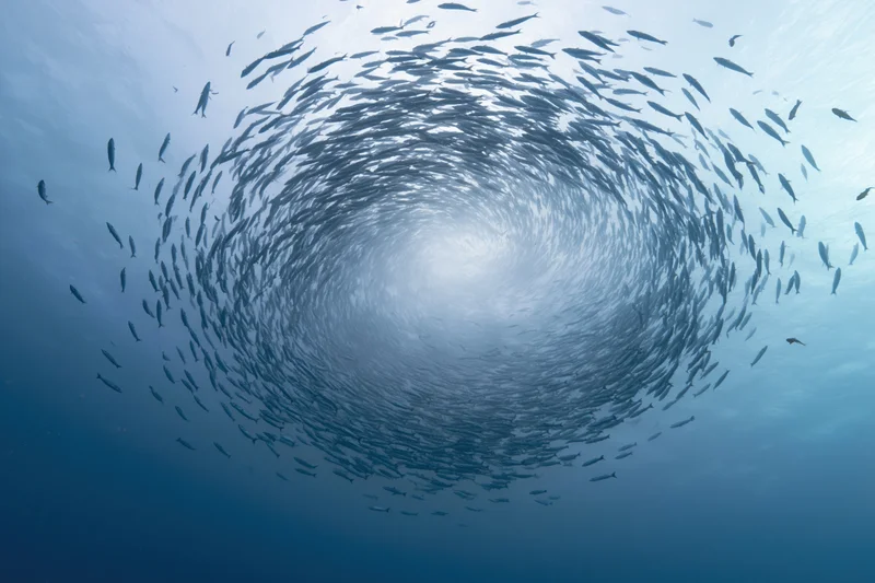 School of barracuda swimming in tight spiral formation underwater in deep ocean