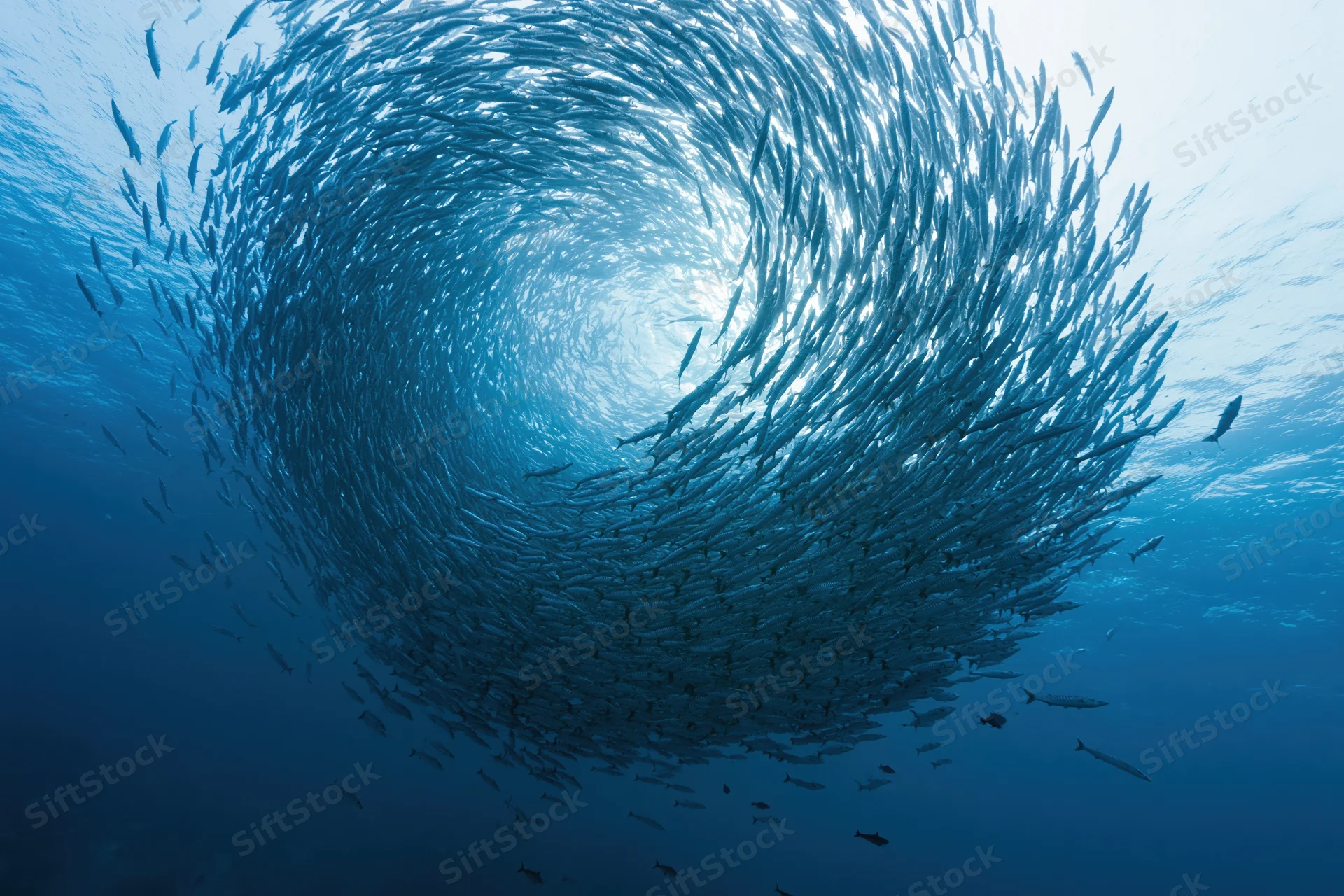 School of barracuda spiraling clockwise underwater in deep blue ocean