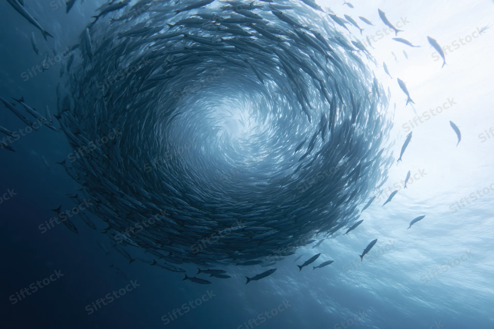School of barracuda swimming in tight spiral formation underwater in deep blue ocean