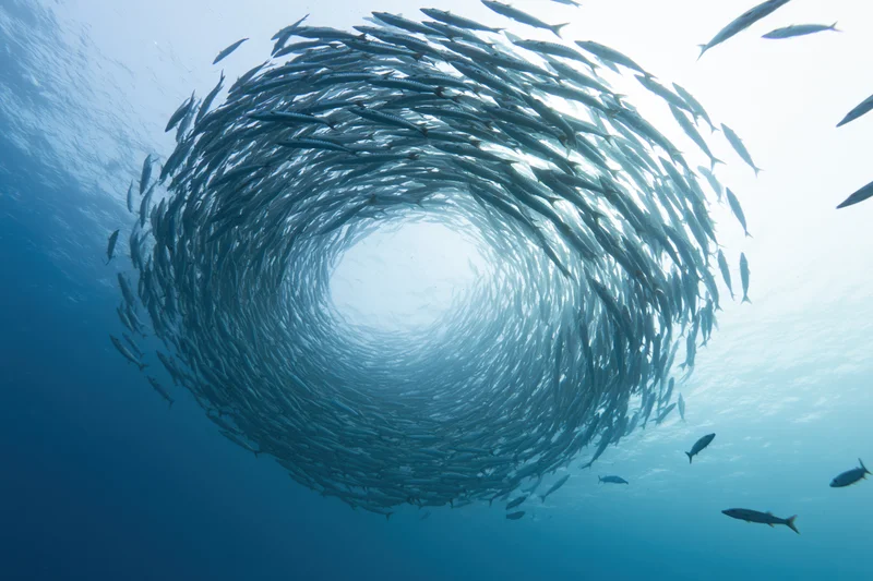 School of barracuda swimming in tight spiral formation underwater in deep blue ocean