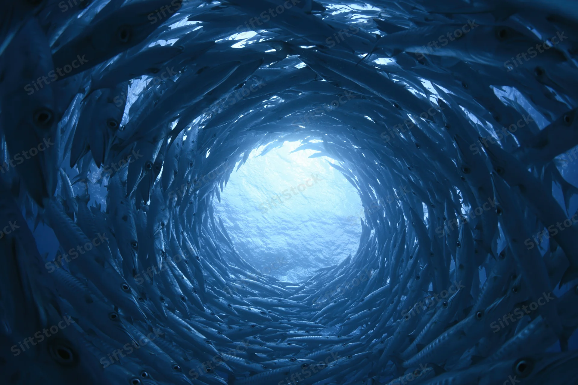 School of barracuda swimming in tight spiral vortex underwater forming tunnel toward surface light