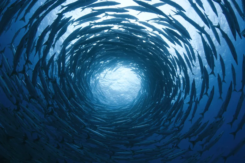 School of barracuda swimming in tight spiral vortex underwater in deep ocean