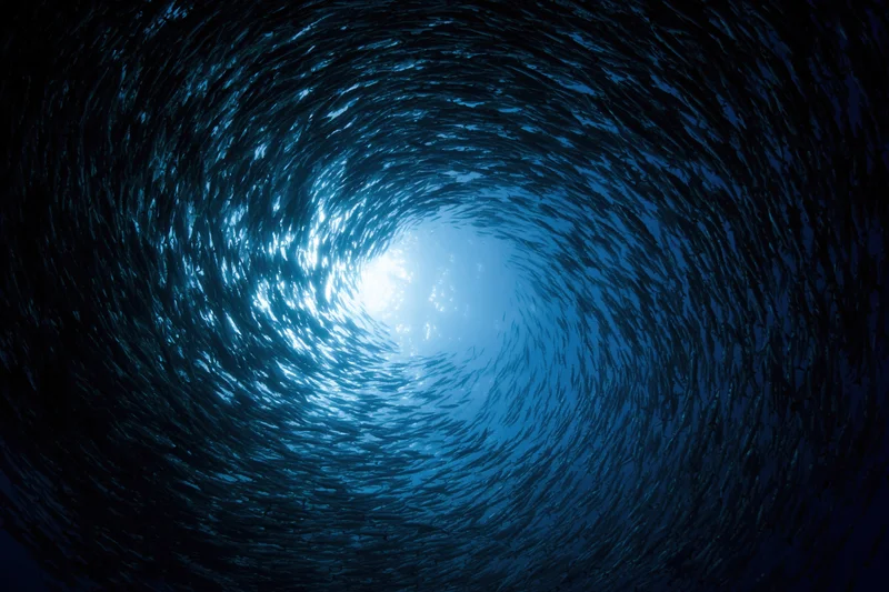 School of barracuda spiraling in a tight vortex underwater toward the sunlit surface