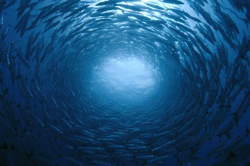 School of barracuda swimming in tight spiral vortex underwater in deep blue ocean