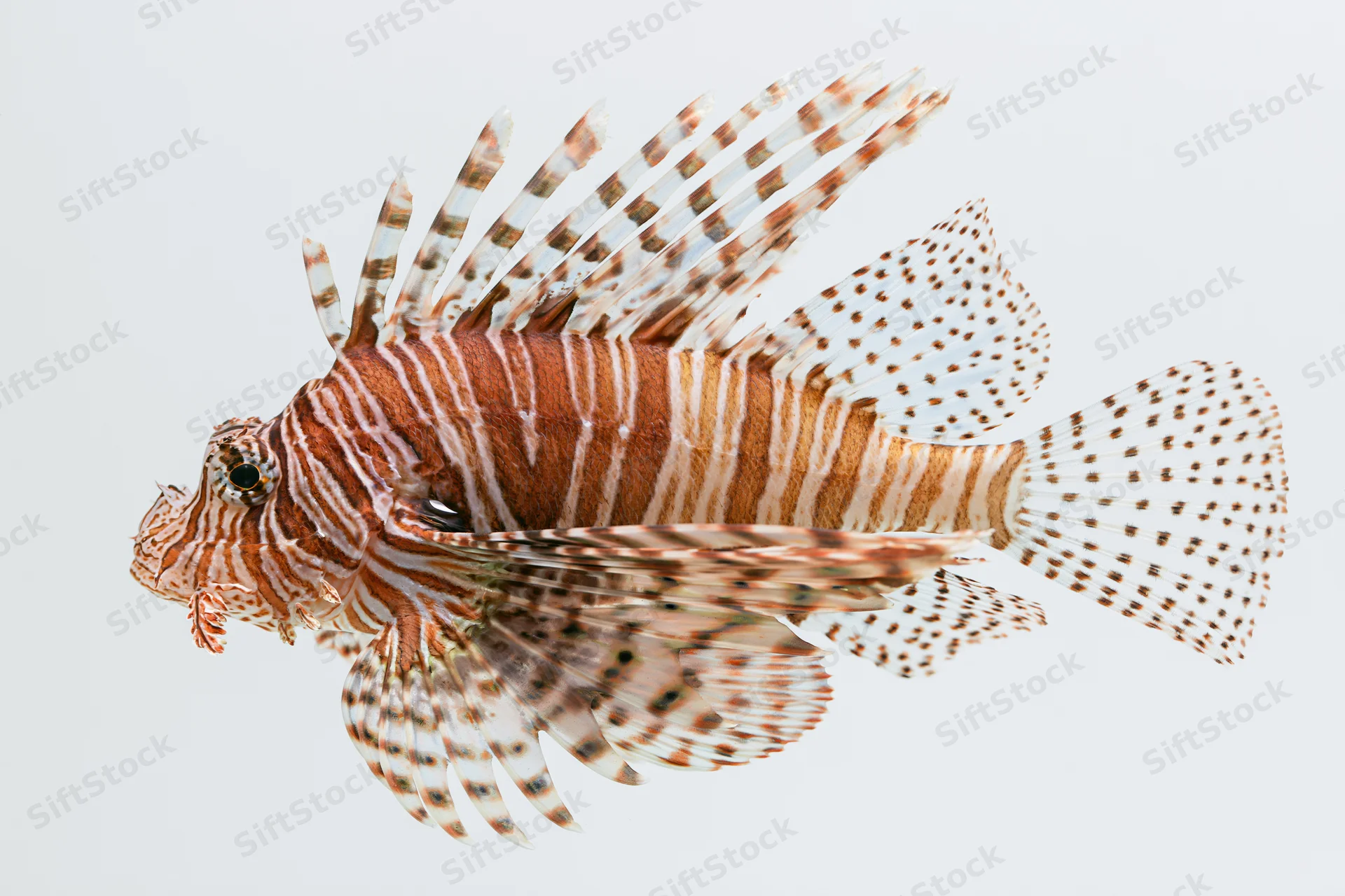 Lionfish hovering with fanned spines and pectoral fins against white background
