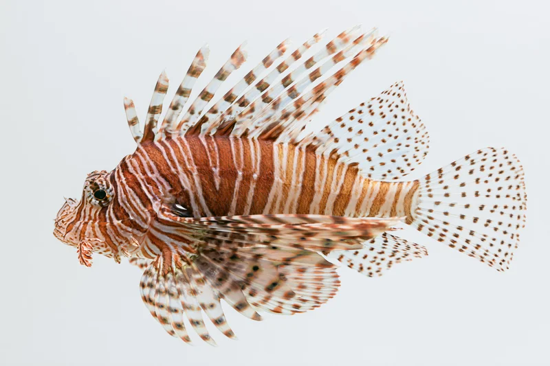 Lionfish hovering with fanned spines and pectoral fins against white background
