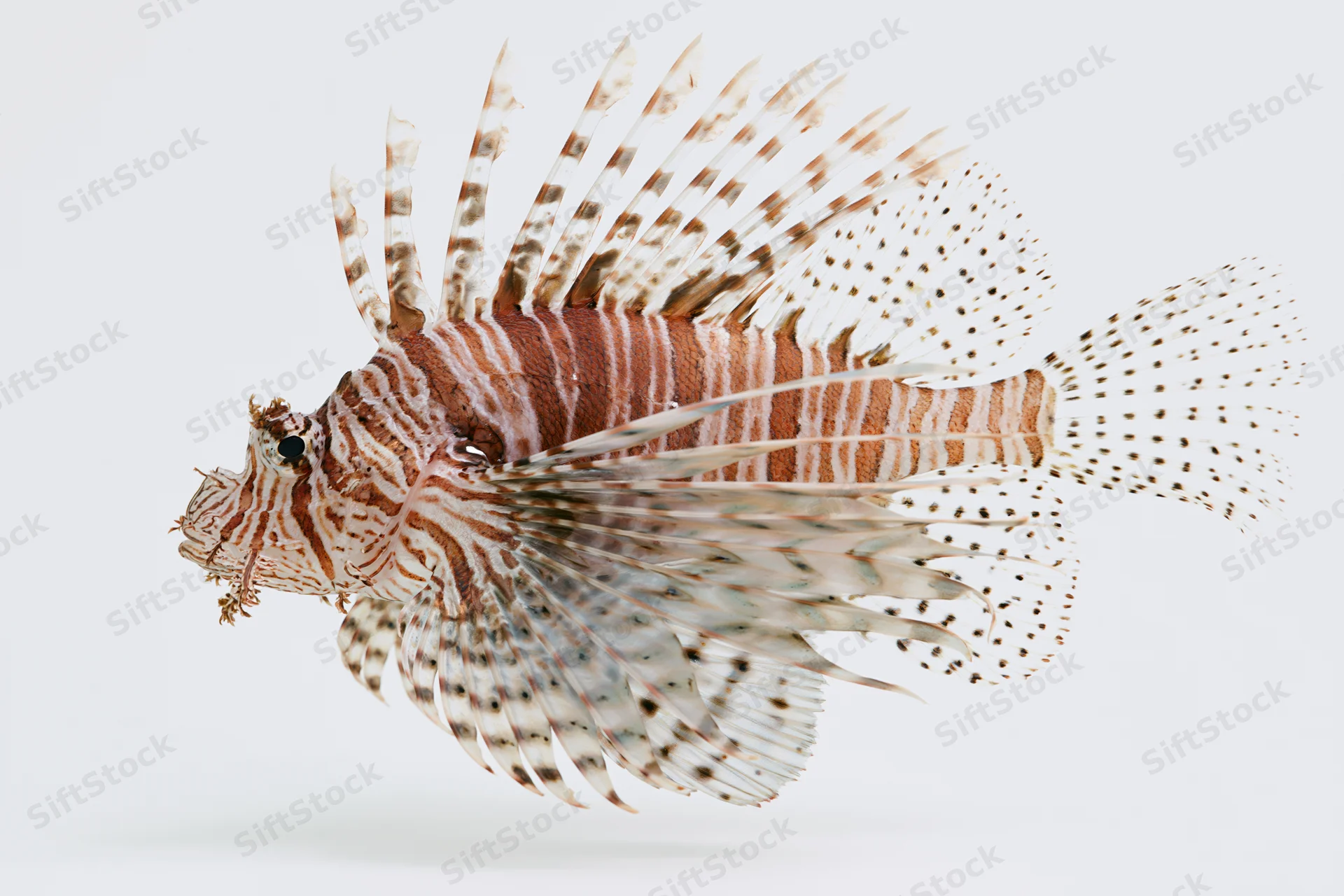 Lionfish hovering mid-water with fanned spines and pectoral fins against white background