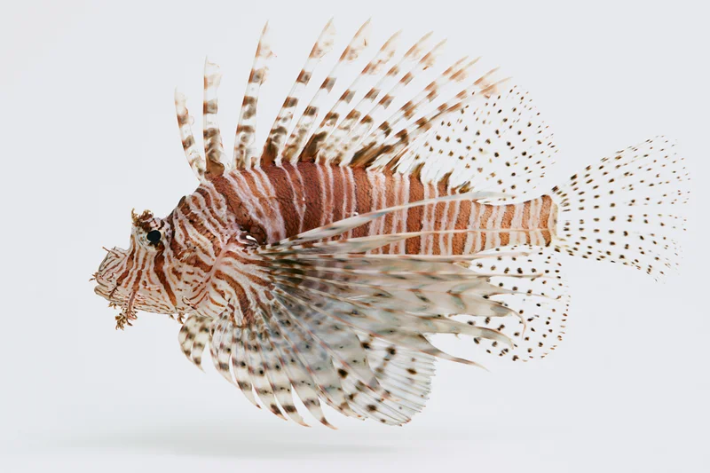 Lionfish hovering mid-water with fanned spines and pectoral fins against white background
