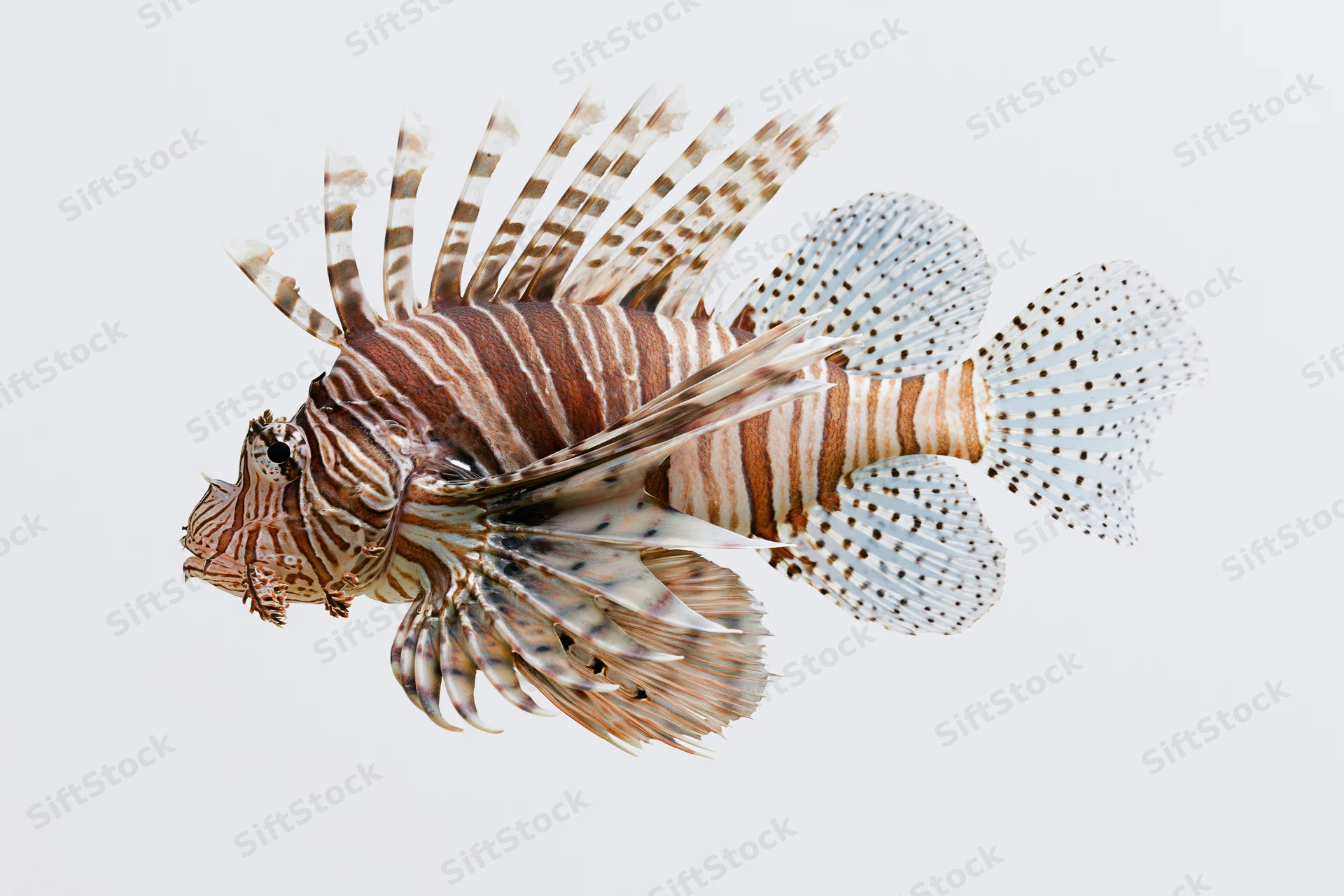 Lionfish hovering midwater with fanned spines and pectoral fins isolated on white