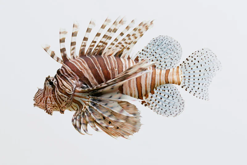Lionfish hovering midwater with fanned spines and pectoral fins isolated on white