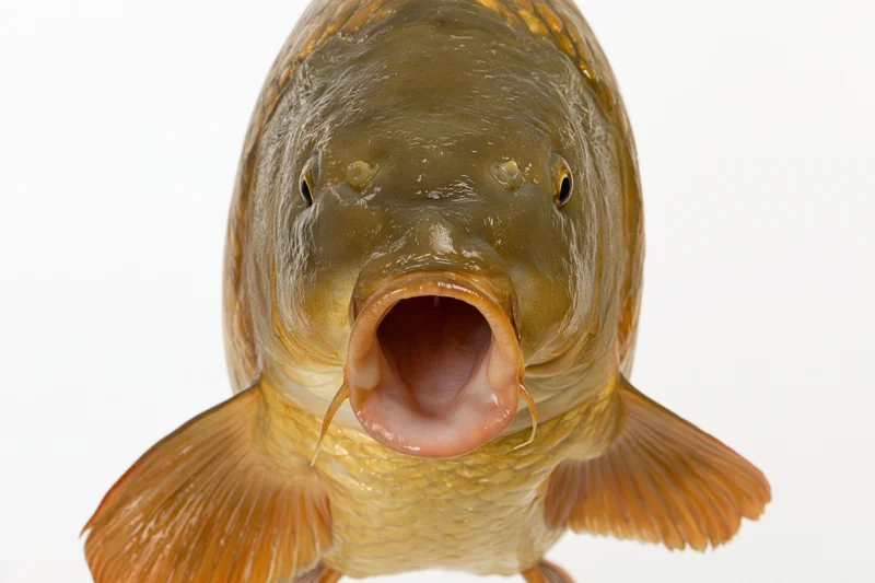 Live common carp facing camera head-on with mouth open against white background