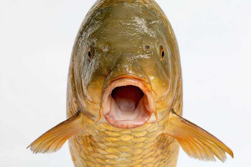 Live common carp facing camera head-on with mouth open against white background