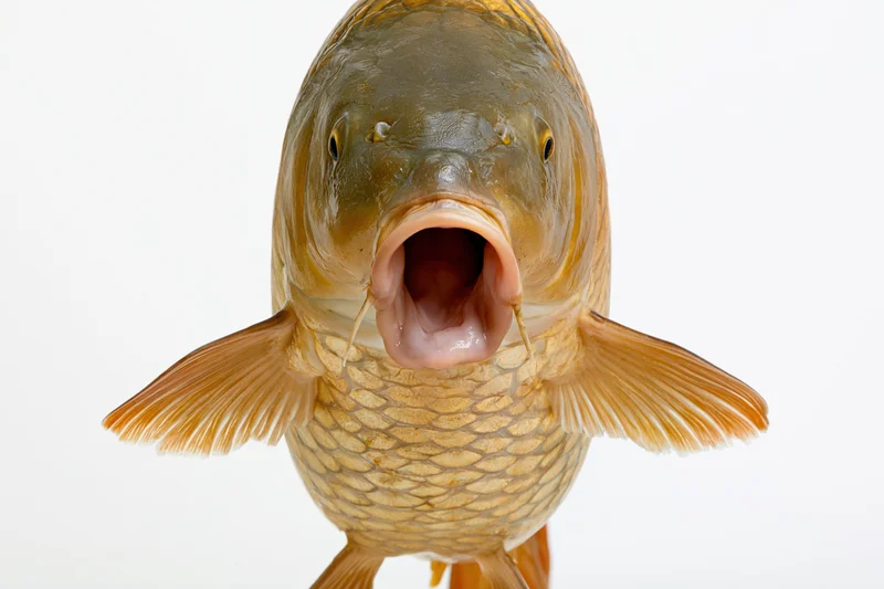 Live common carp facing camera head-on with open mouth against white background