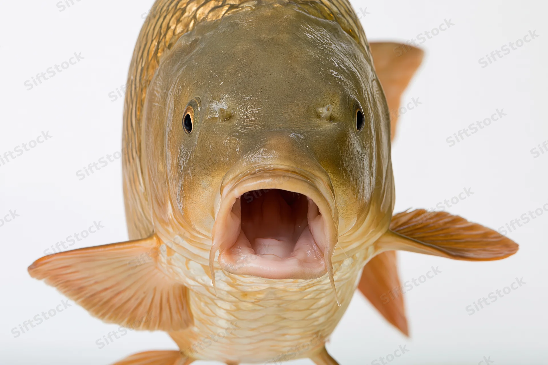 Live common carp facing camera head-on with open mouth against white background