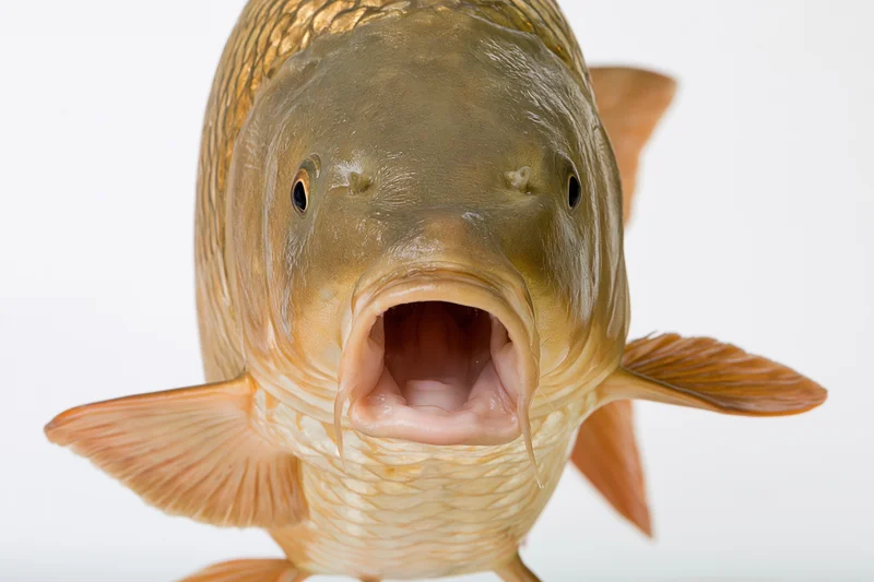 Live common carp facing camera head-on with open mouth against white background
