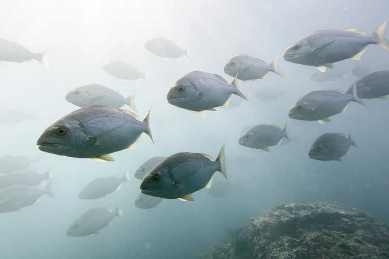 School of silver-grey fish swimming at various depths in clear ocean water near a rocky reef