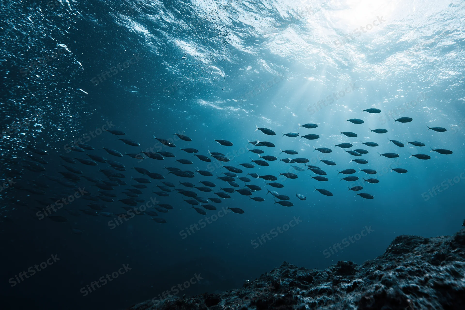 School of small silvery fish swimming upward in deep ocean water toward sunlight above