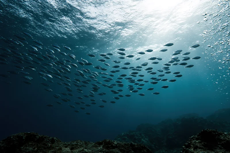 School of small silvery fish swimming upward in deep ocean water toward sunlight above