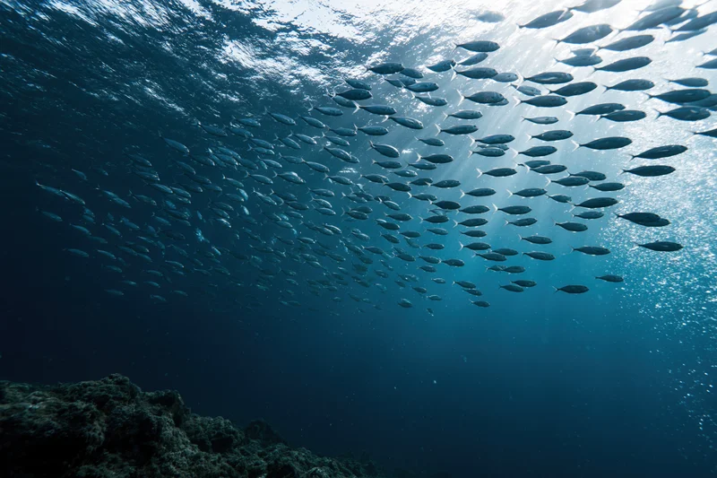 School of small silvery fish swimming upward in deep ocean water near coral reef