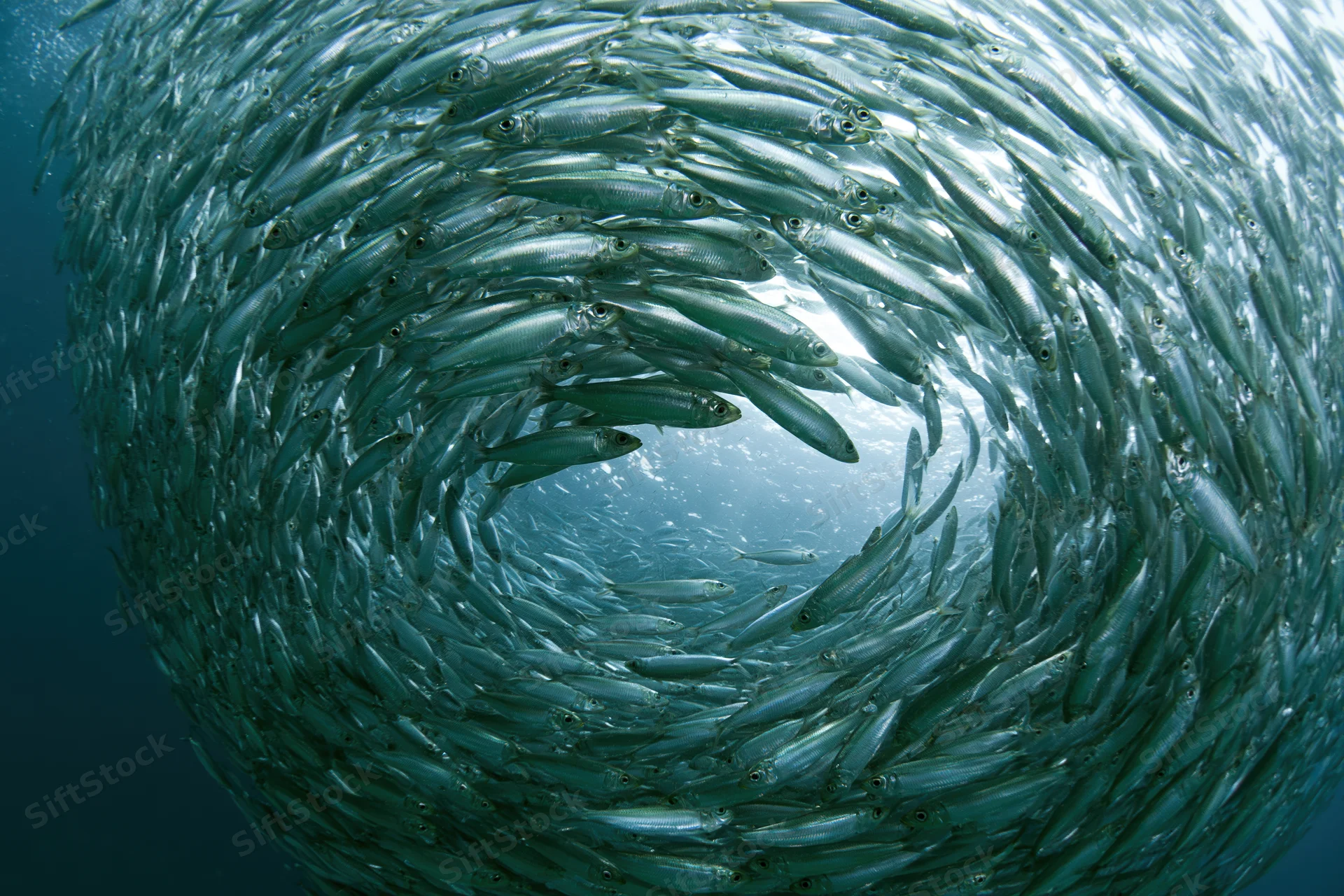 A dense school of sardines swirling in a tight circular formation underwater