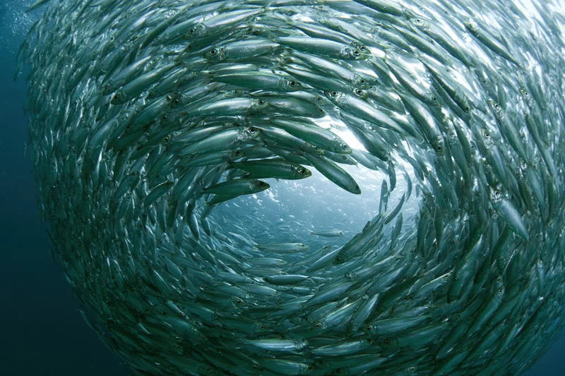 A dense school of sardines swirling in a tight circular formation underwater