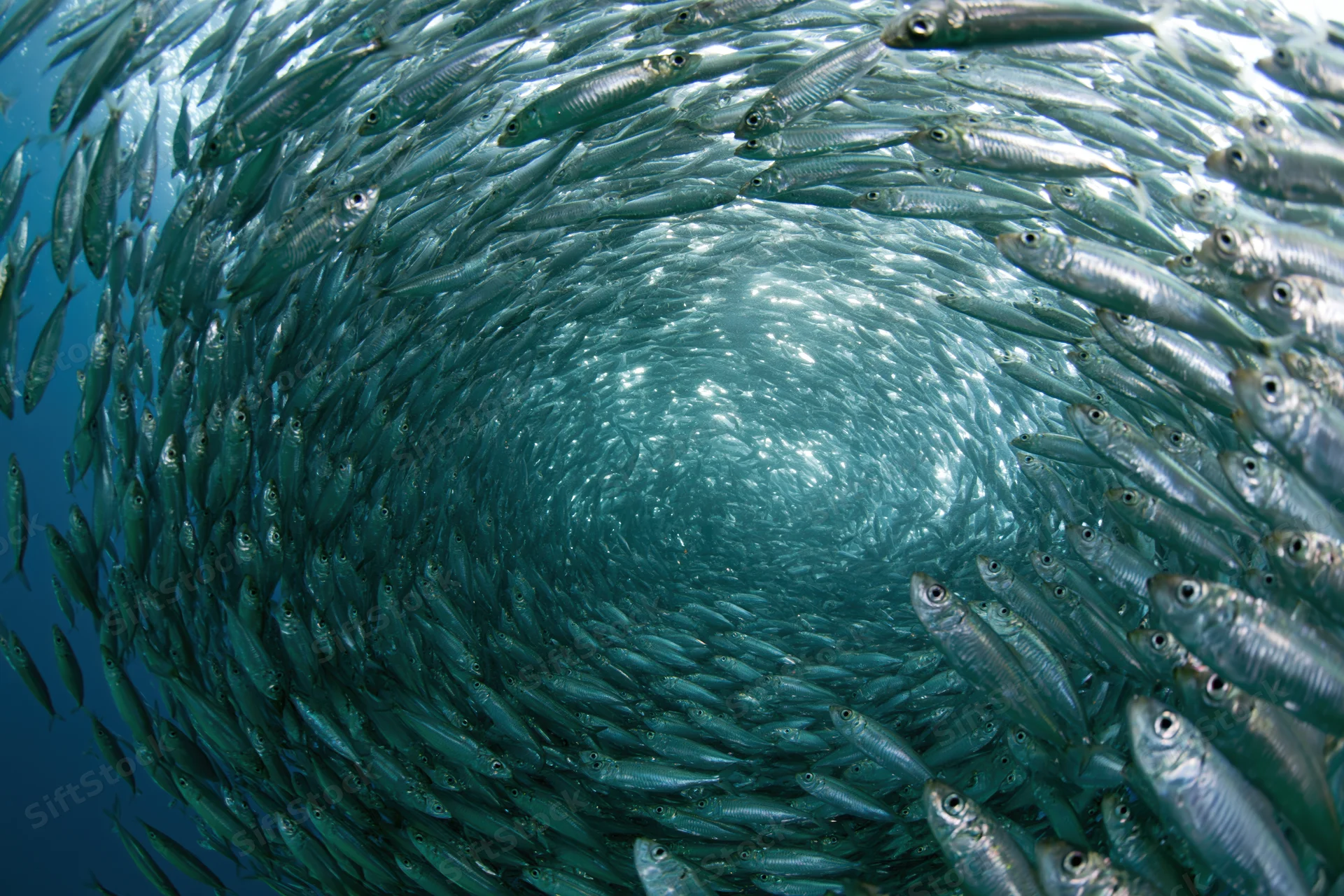 A dense school of sardines swirling in a tight circular formation underwater