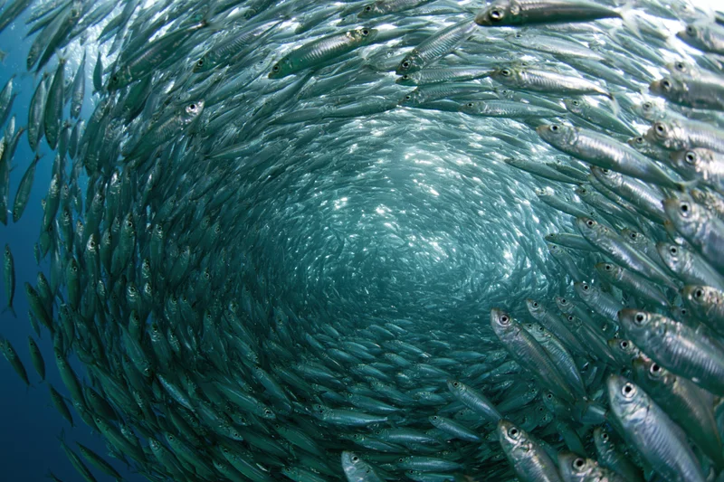A dense school of sardines swirling in a tight circular formation underwater
