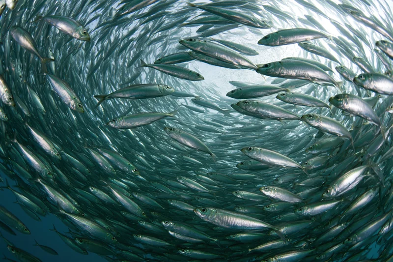 A dense school of sardines swirling in a tight circular formation underwater