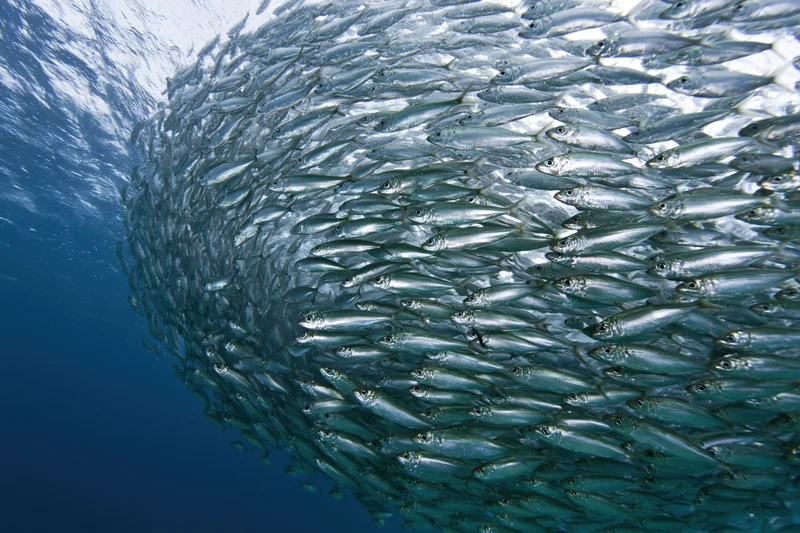 A large school of sardines swirling in a tight circular formation underwater near the ocean surface