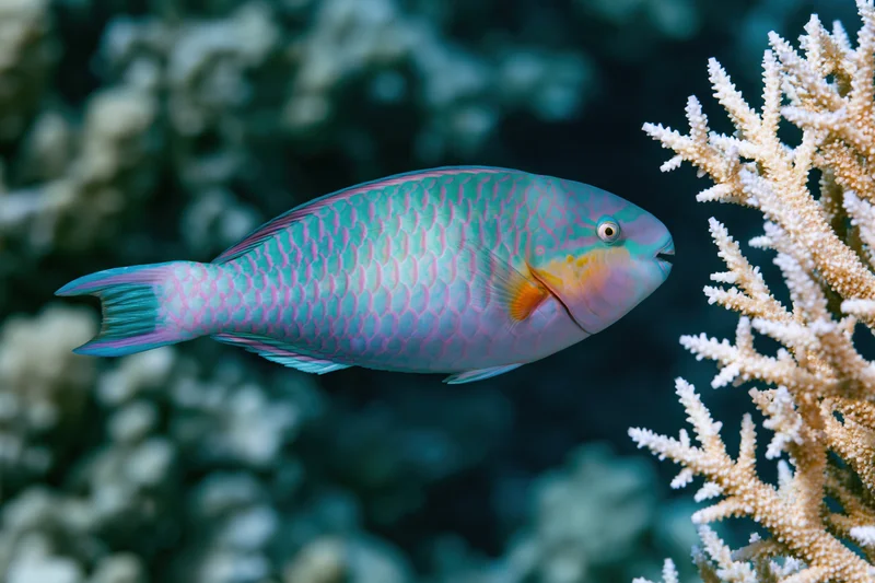 Parrotfish swimming near branching coral in a coral reef underwater
