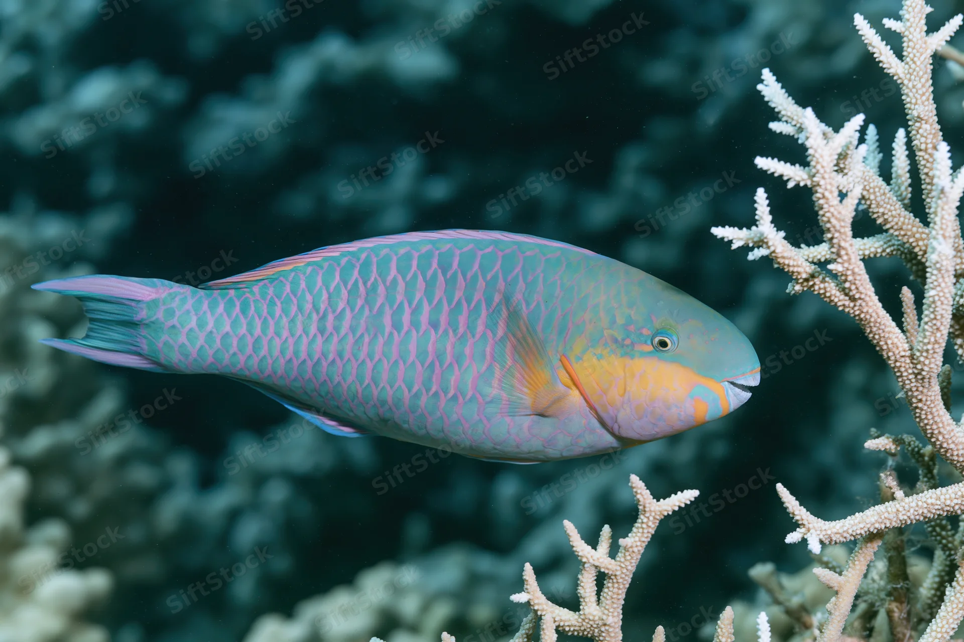 Parrotfish swimming near branching coral in a coral reef underwater