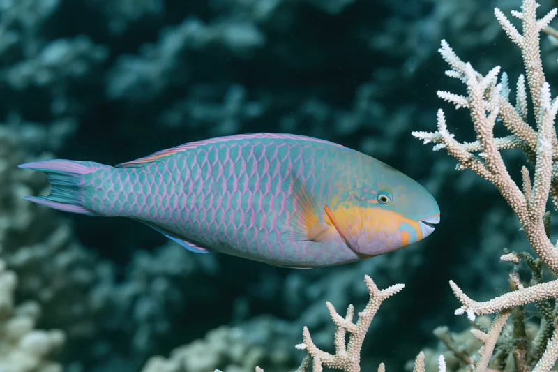 Parrotfish swimming near branching coral in a coral reef underwater