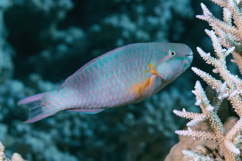 Parrotfish swimming near branching coral reef in clear ocean water