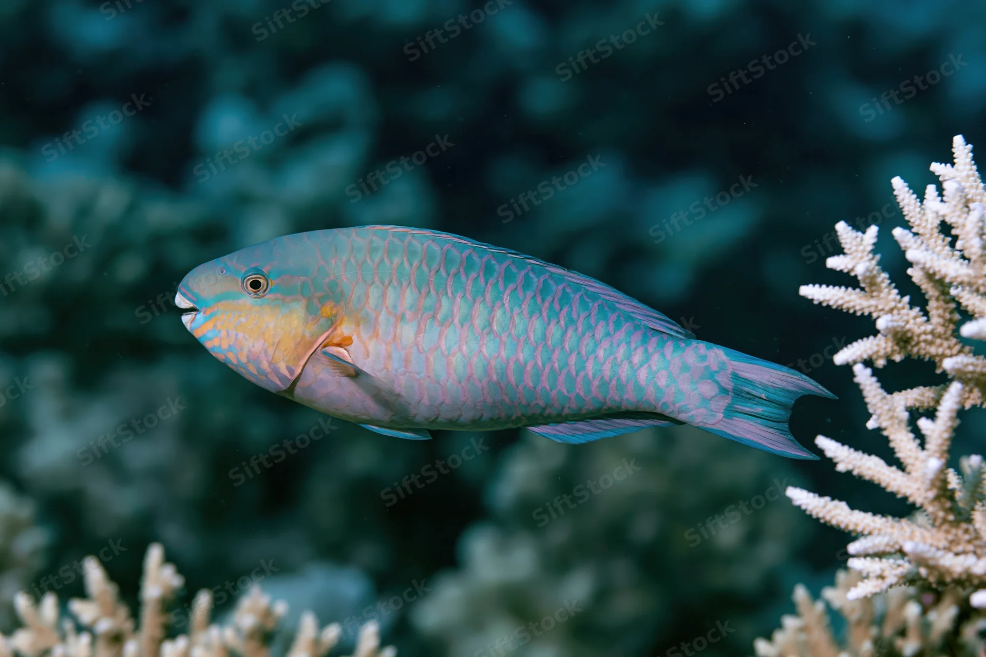 Parrotfish swimming near branching coral in a reef environment