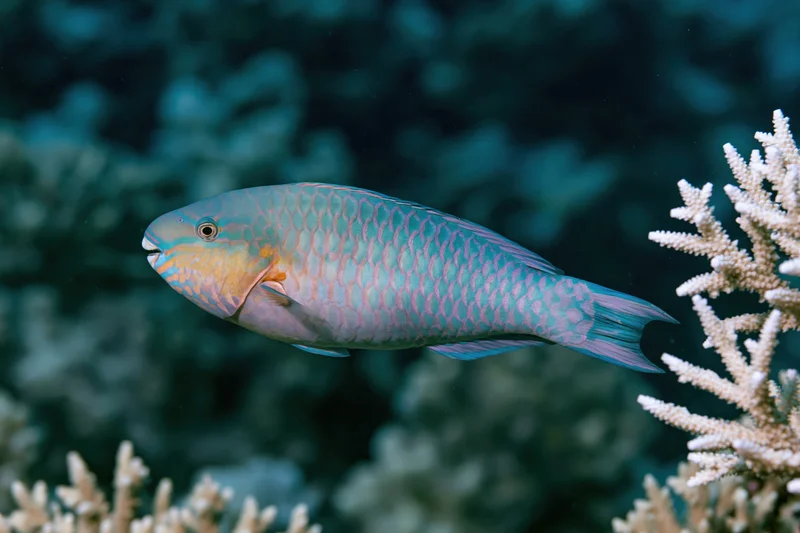Parrotfish swimming near branching coral in a reef environment