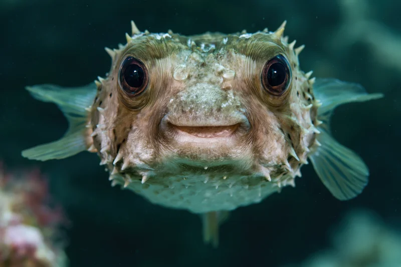 Porcupinefish facing camera underwater near coral reef
