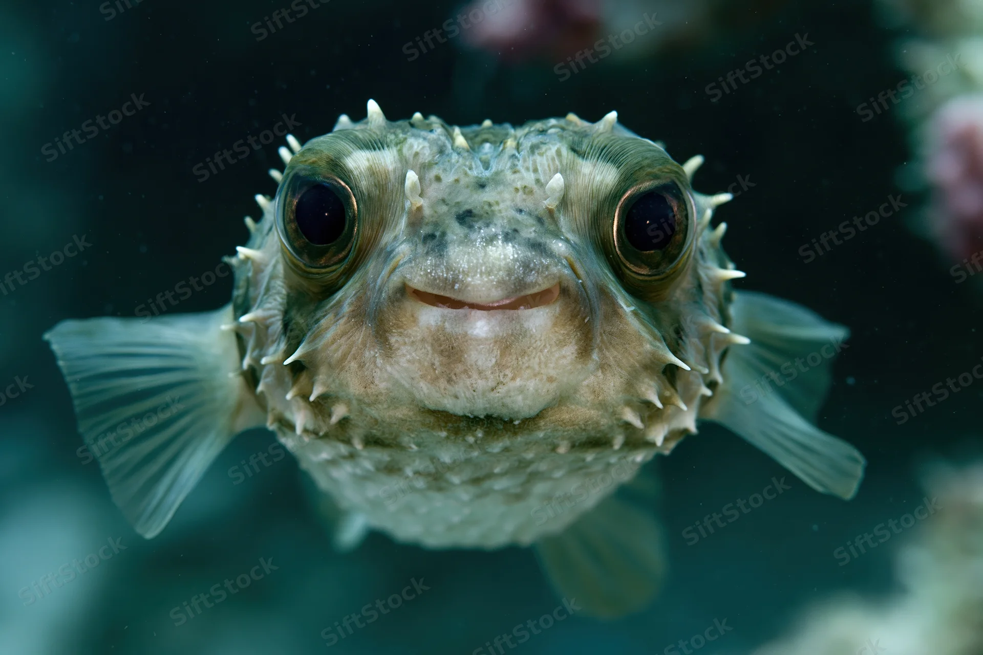Porcupinefish facing camera in underwater aquarium setting