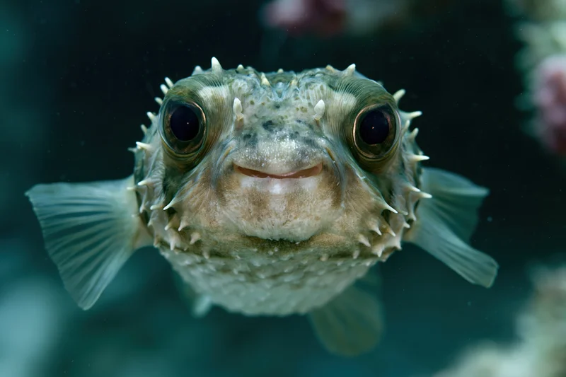 Porcupinefish facing camera in underwater aquarium setting