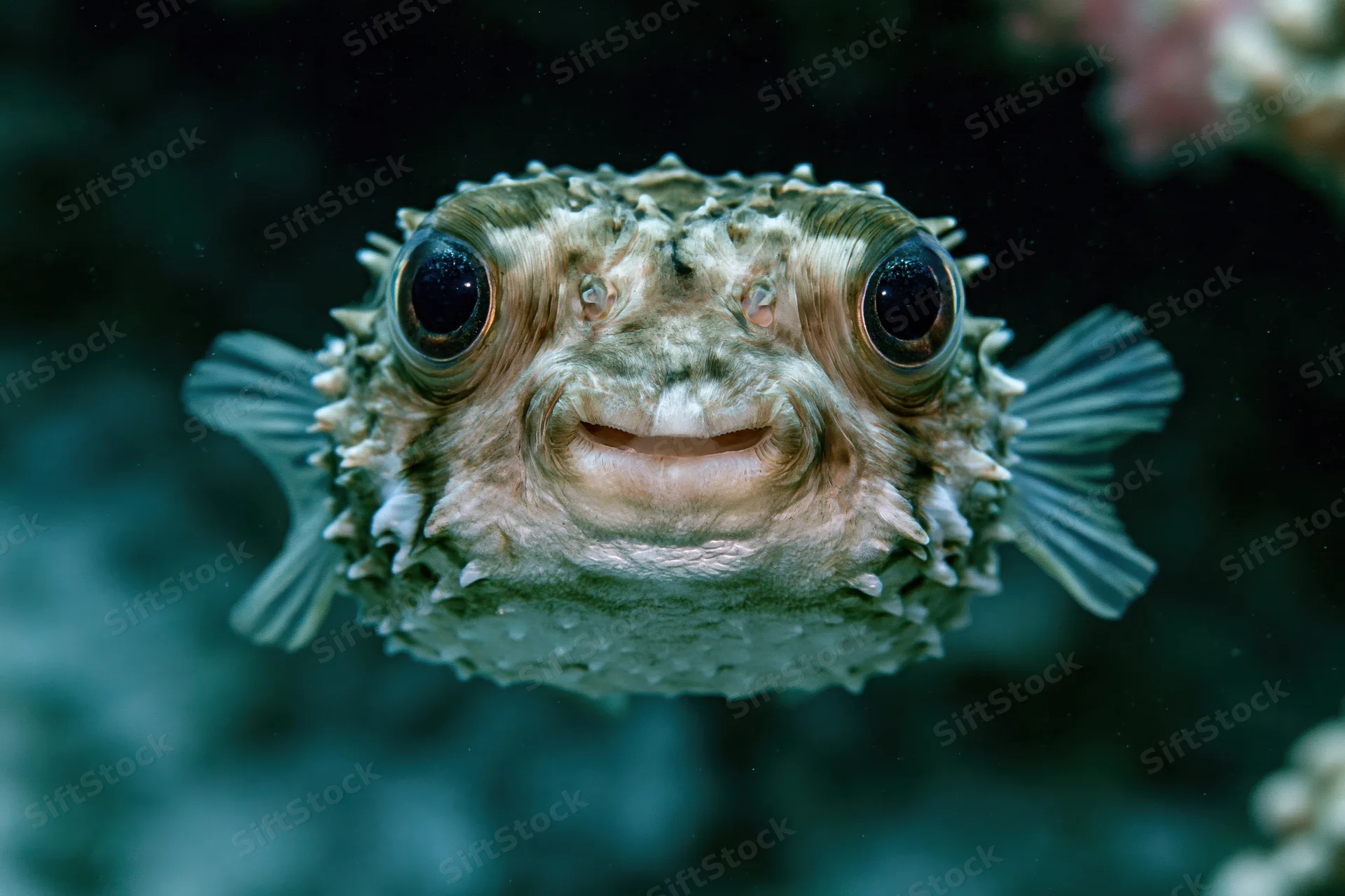 Porcupinefish facing camera in underwater reef environment