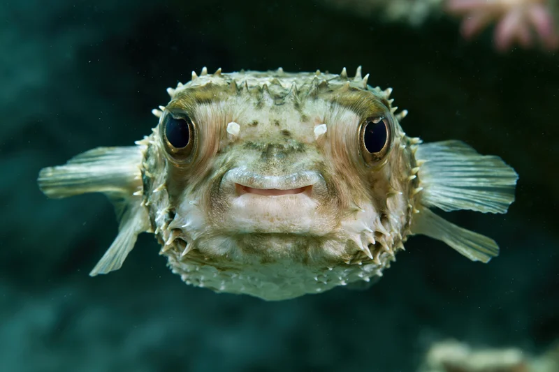 Porcupinefish facing camera in underwater environment
