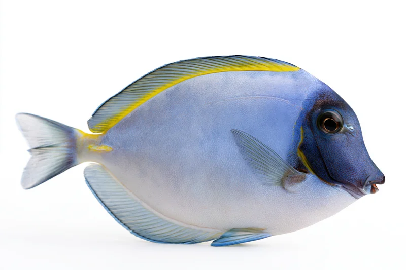 Powder blue tang fish in side profile isolated on white background