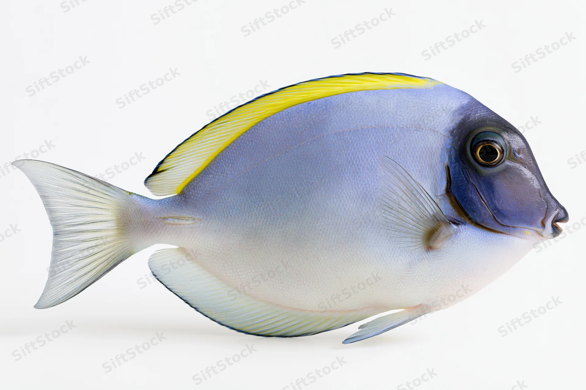 Powder blue tang fish in side profile isolated on white background